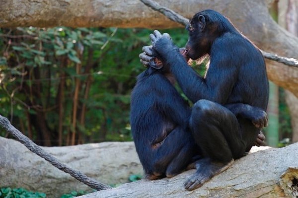 Bonobo bacio