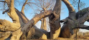 Un baobab di duemila anni