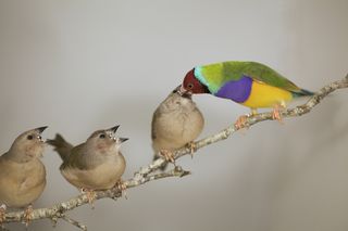 Gouldian Finch maschio e babies by Sarah Pryke