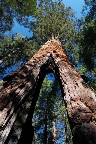 La pianta più grande del mondo, la sequoia gigante (sequoiadendron giganteum)